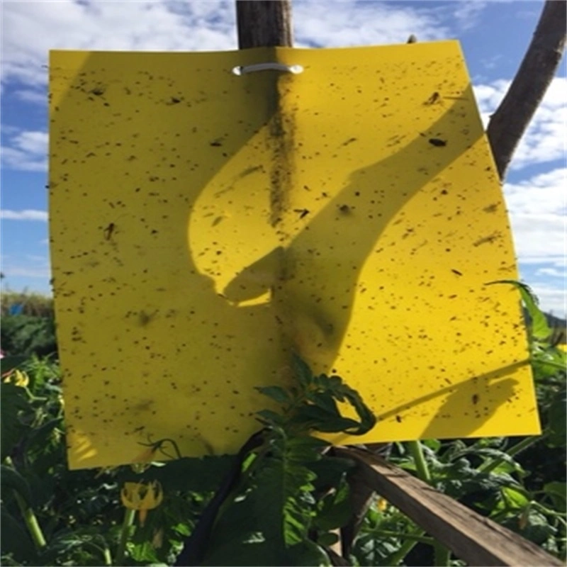 Scientific Insect Control of The Yellow Trap Rubber Board